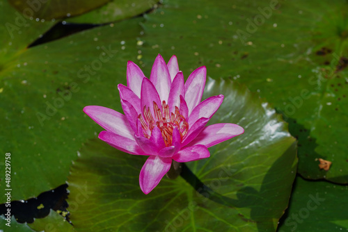 Close up waterlily flower with leaf background.