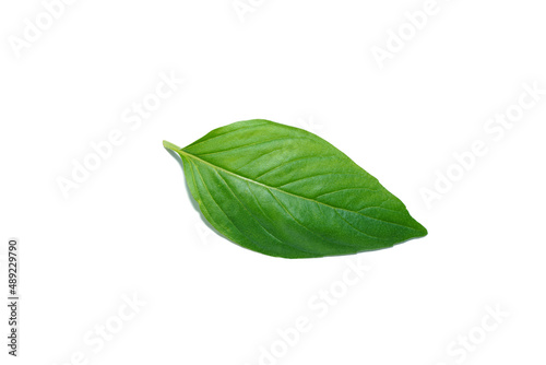 Close up Sweet Basil leaf on white background.