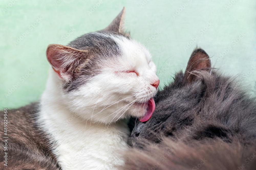 A cat's tongue washes another cat. Two cats next to each other