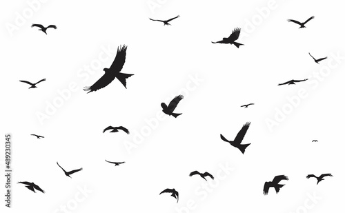 bird silhouette Red Kite free flying in the sky. vector eps 10