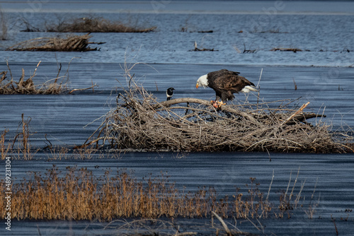 Bald Eagle in Lower Klamath National Wildlife Refuge on the Oregon California Border