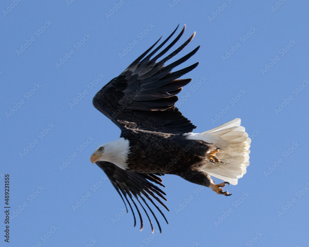 Obraz premium Birds - Bald Eagle, Tumalo State Park, Tumalo, Oregon