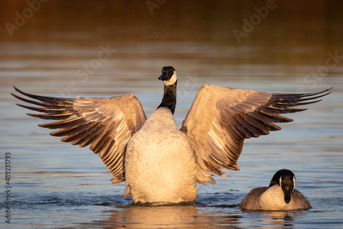 Canada Geese at San Joaquin Marsh wildlife sanctuary in Irvine California photo