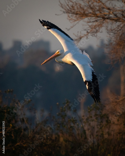 American white pelican at San Joaquin Marsh wildlife sanctuary in Irvine California
