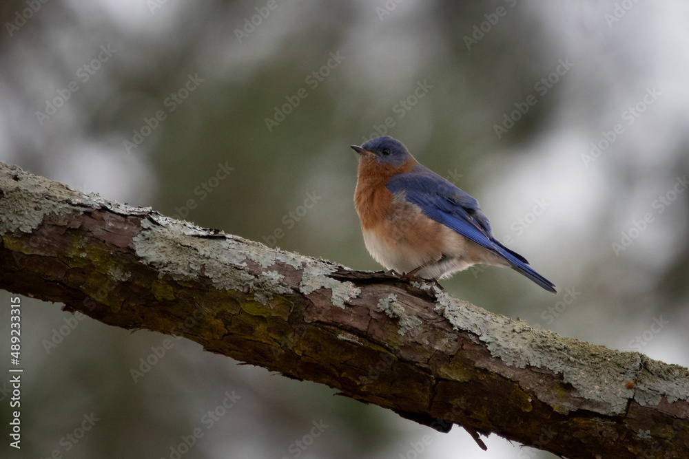 Fototapeta premium Birds, Eastern Blue Bird, Pickwick Landing State Park, Tennessee
