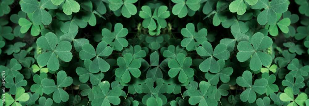 Green background with three-leaved shamrocks, Lucky Irish Four Leaf Clover in the Field for St. Patricks Day holiday symbol. with three-leaved shamrocks, St. Patrick's day holiday symbol. - obrazy, fototapety, plakaty 