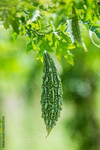 Green bitter melon, Bitter gourd or Bitter squash hanging from a tree on a vegetable farm. Fresh Bitter melon hanging on the garden. Shallow depth of field and Close-up view.