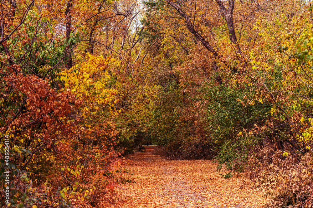 Naklejka premium Path in the autumn forest