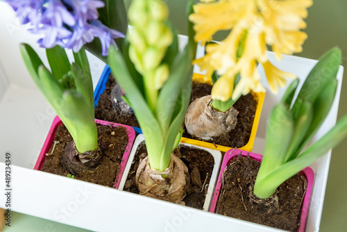 The concept of landscaping and landscape design, primroses. Seedlings, tubers, bulbs of hyacinths, yellow and lilac hyacinth flowers in multi-colored containers prepared for planting in the ground