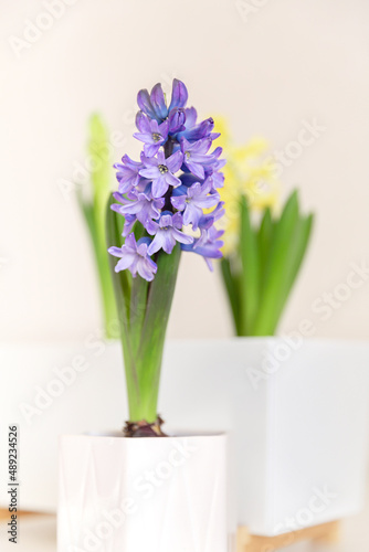 Lilac blooming hyacinth in a white planter. yellow hyacinth in the background. Indoor plants, gardening, primroses concept