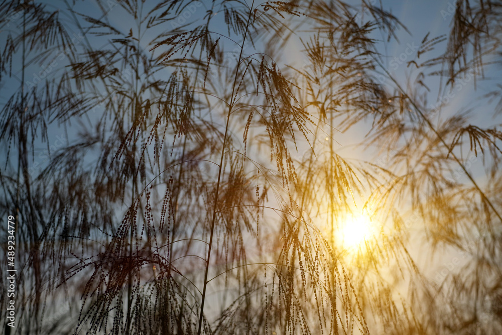 Obraz premium Grass flowers in the meadow and sunlight
