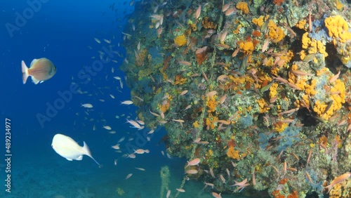 anthias fish school underwater around a big rock full of yellow sponges mediterranenan habitat photo