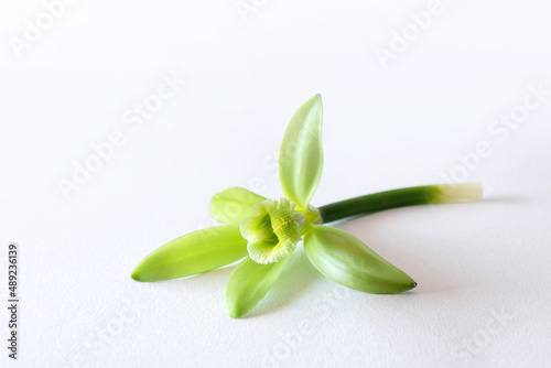 Vanilla flowers isolated on white background, vanilla fargrans (Salish) Ames, Vanilla Planifolia, resource of vanilla flavoring, widely used in the production of perfumes and essential oils