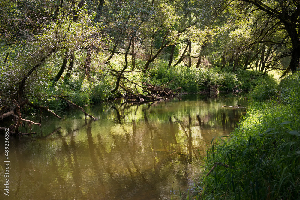 Forest river in the shadow of a forest on a summer sunny day