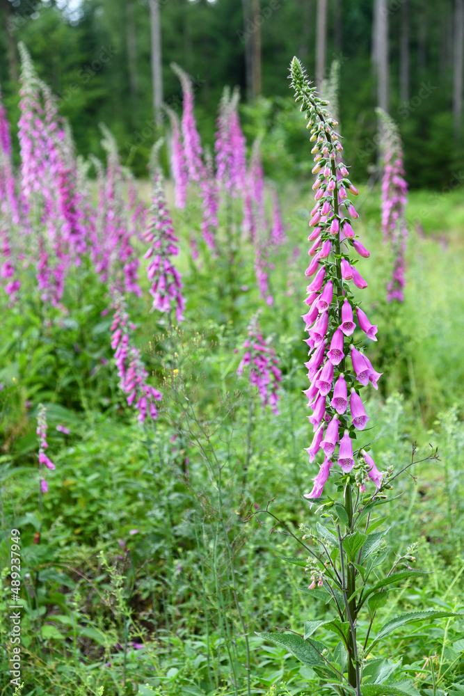 Blühende Fingerhüte am Waldrand Blühende Fingerhüte am Waldrand