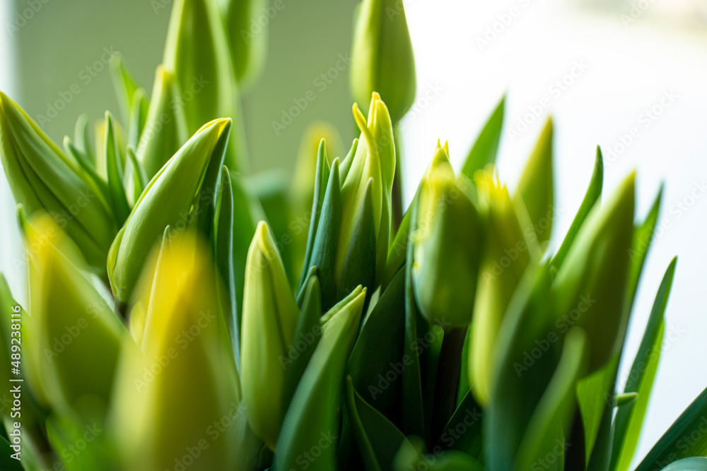 Obraz premium tulips, spring tulips, tulip buds, Yellow tulips in the spring in the sun