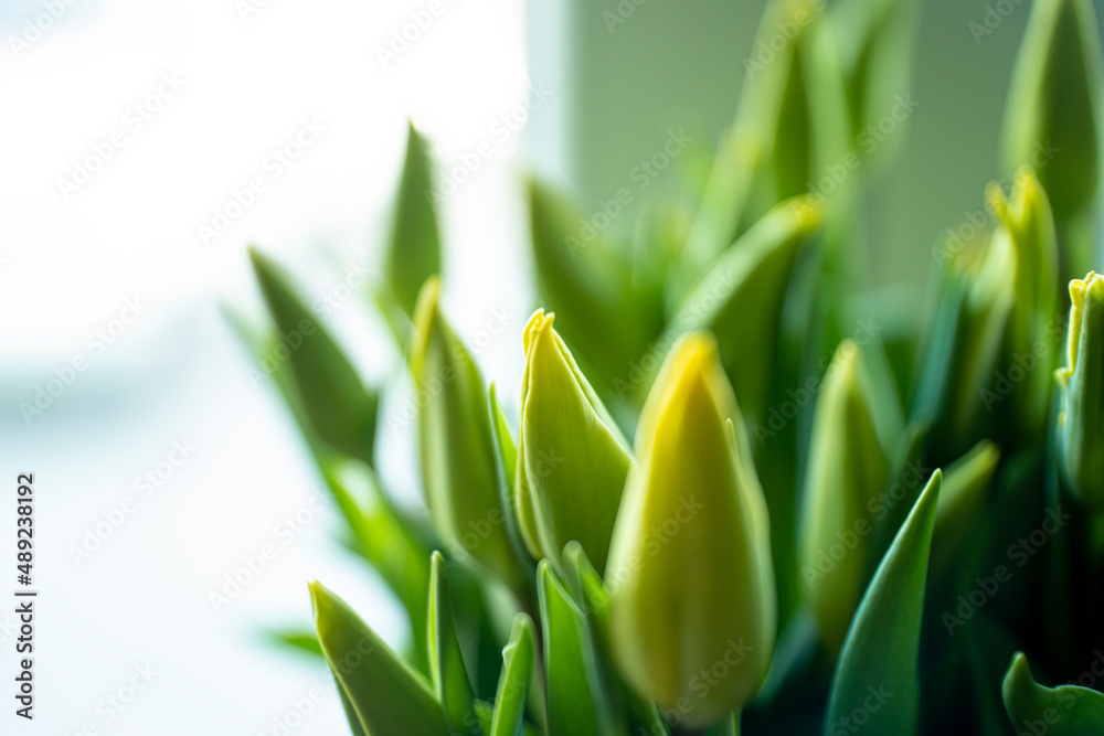 Fototapeta premium tulips, spring tulips, tulip buds, Yellow tulips in the spring in the sun