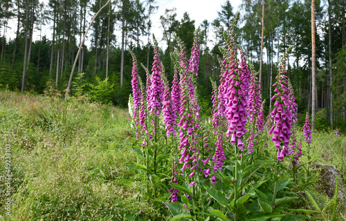 Blühende Fingerhüte am Waldrand