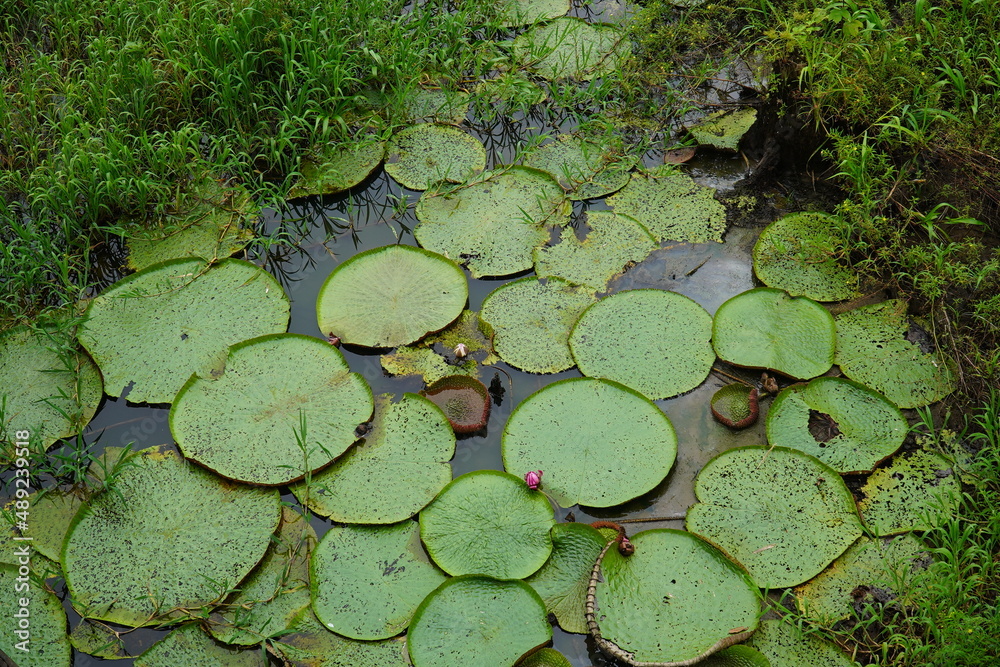 Leaves of the Vitoria Regia aquatic plant wild in nature. This species victoria amazonica is the largest of all lilies, native to the tropical rainforest of Amazonas. Near Iranduba, Amazonas, Brazil. Leaves of the Vitoria Regia aquatic plant wild in nature. This species victoria amazonica is the largest of all lilies, native to the tropical rainforest of Amazonas. Near Iranduba, Amazonas, Brazil.