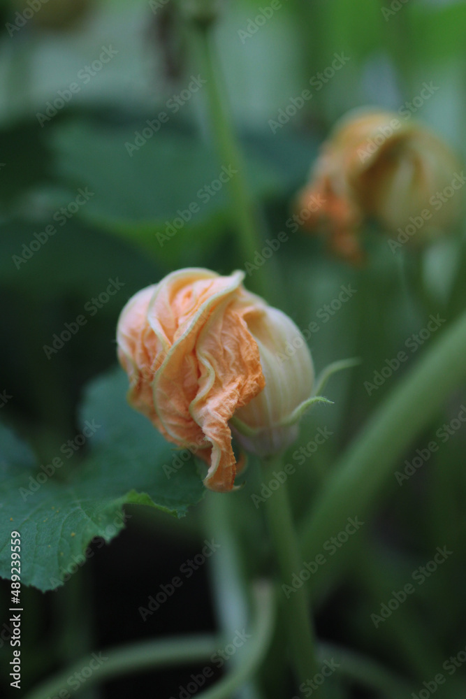 Pumpkin Blossom Flower Squash Summer Pumpkin Blossom Flower Squash Summer