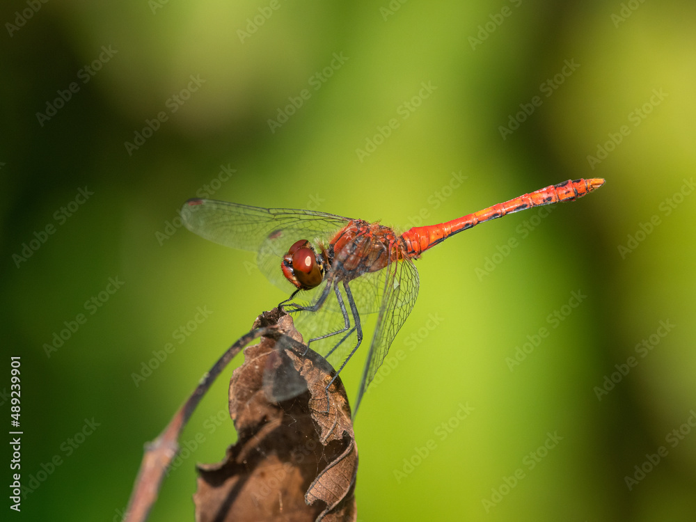 A colorful red ruddy darter dragonfly resting A colorful red ruddy darter dragonfly resting