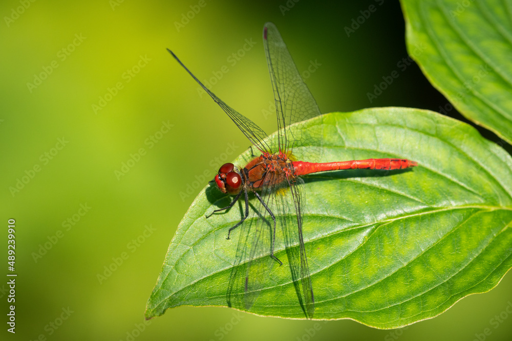 A colorful red ruddy darter dragonfly resting A colorful red ruddy darter dragonfly resting