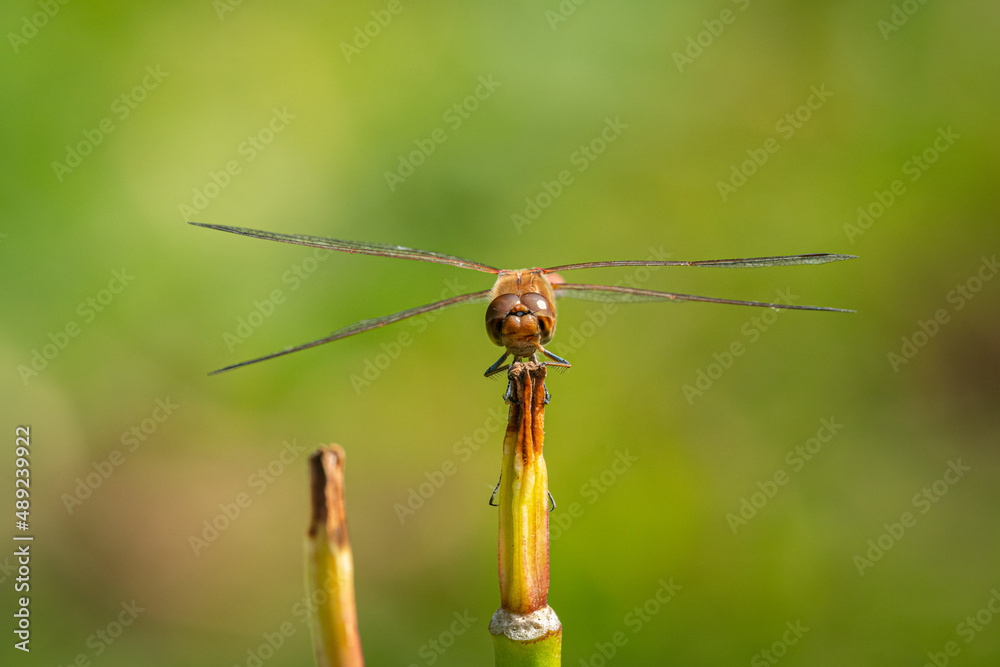 A common darter dragonfly resting in the sun A common darter dragonfly resting in the sun