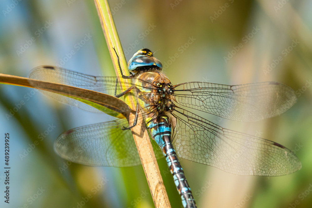 A migrant hawker dragonfly resting on reed A migrant hawker dragonfly resting on reed