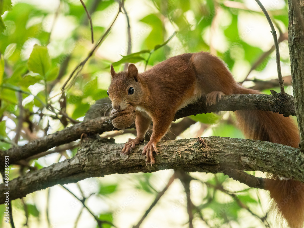 A red squirrel with a nut sitting on a tree