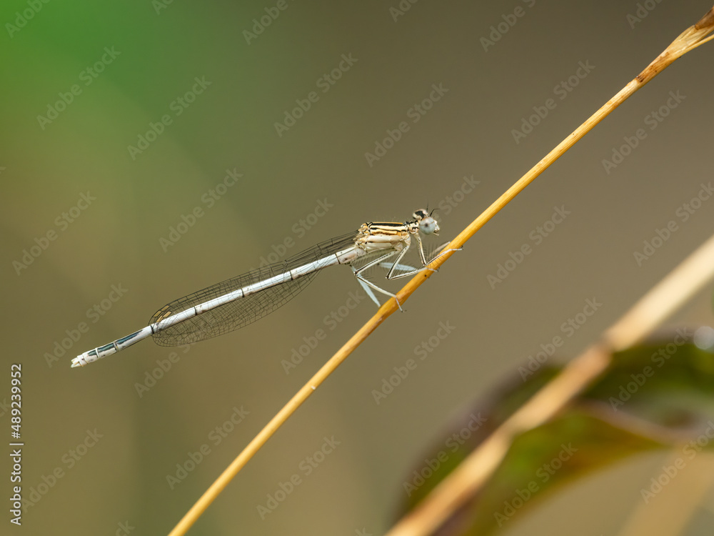 A blue featherleg damselfly resting on a grass