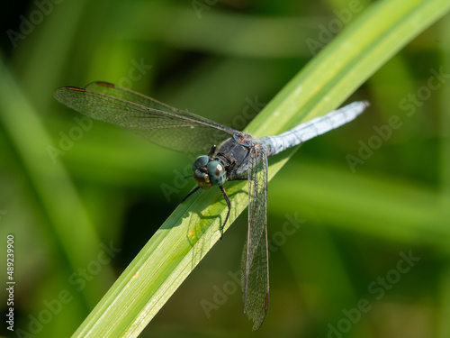 A keeled skimmer dragonfly sitting on reed
