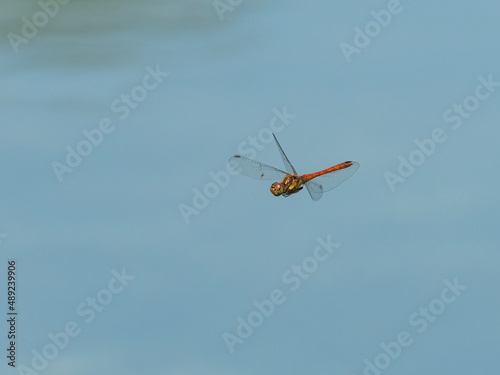 A common darter flying over open water