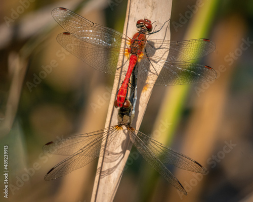 A pair of colorful red ruddy darters resting