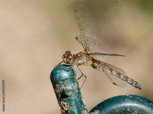 A common darter dragonfly resting in the sun