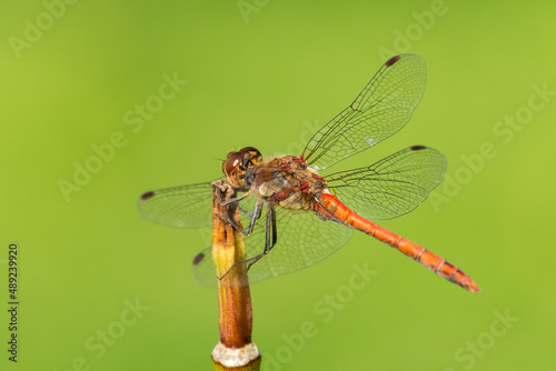 A common darter dragonfly resting in the sun © Stefan