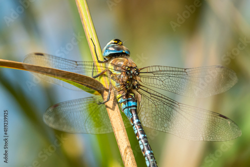 A migrant hawker dragonfly resting on reed
