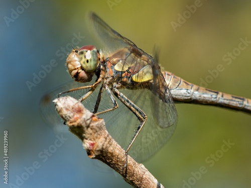 A common darter dragonfly resting in the sun