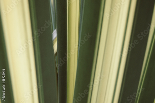 Green leaves. Texture. Green background. Nature