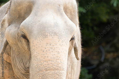 Close up of elephant in front view