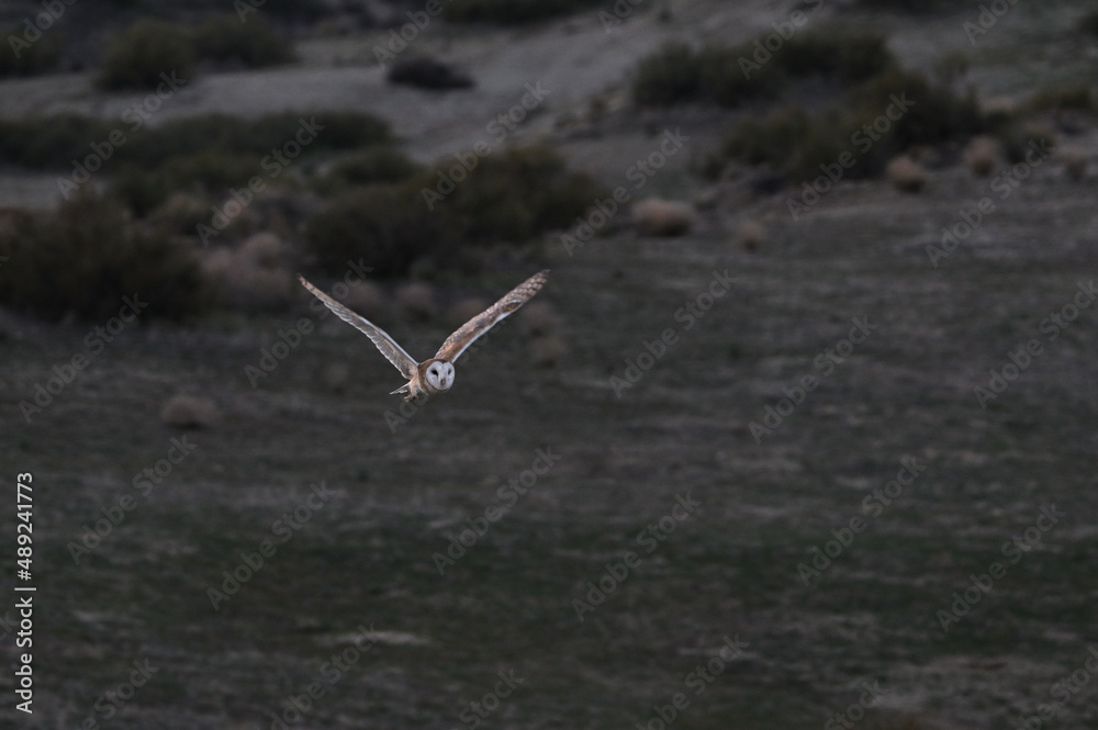 Fototapeta premium Barn owl evening flight Carrizo Plain California.