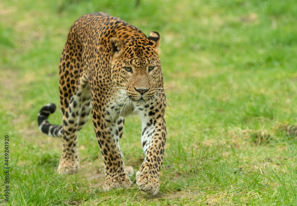 Sri Lankan leopard (Panthera pardus kotiya) walks around its enclosure. Beautiful big cat subspecies. Sri Lankan leopard (Panthera pardus kotiya) walks around its enclosure. Beautiful big cat subspecies.