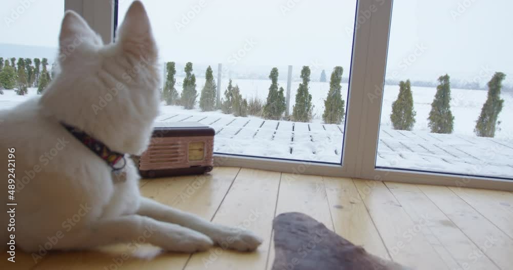 white big dog wolf friend sits on a wooden floor in room near window and turns its head to the window, then looks out as snow falls against the background of green thujas. medium plan