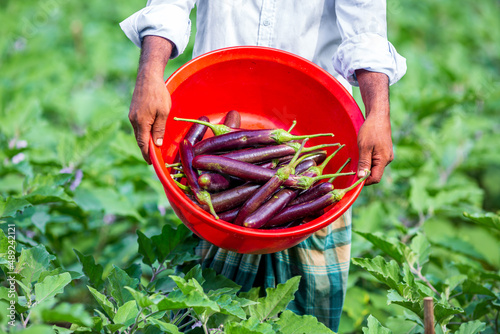 A farmer displays his newly harvested tall purple eggplant vegetables in a red bowl in the garden. photo