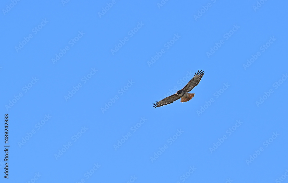Red tail hawk soaring over Carrizo Plain California. Red tail hawk soaring over Carrizo Plain California.