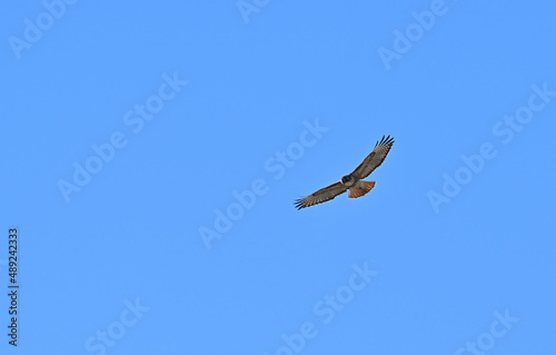Red tail hawk soaring over Carrizo Plain California.