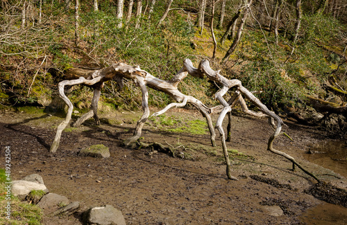 old trees along the river Lerryn Cornwall photo