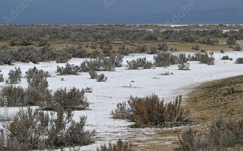 Scrub bushes growing in alkali conditions.