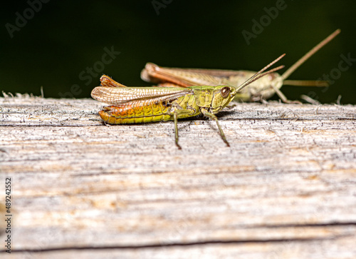 close-up view of a locust sitting on a piece of wood