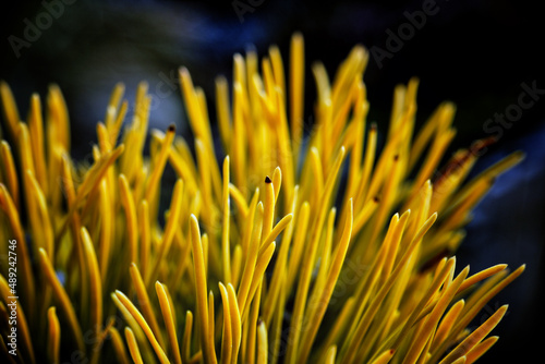 Beautiful pine needles with winter yellow pine needles WINTER GOLD
