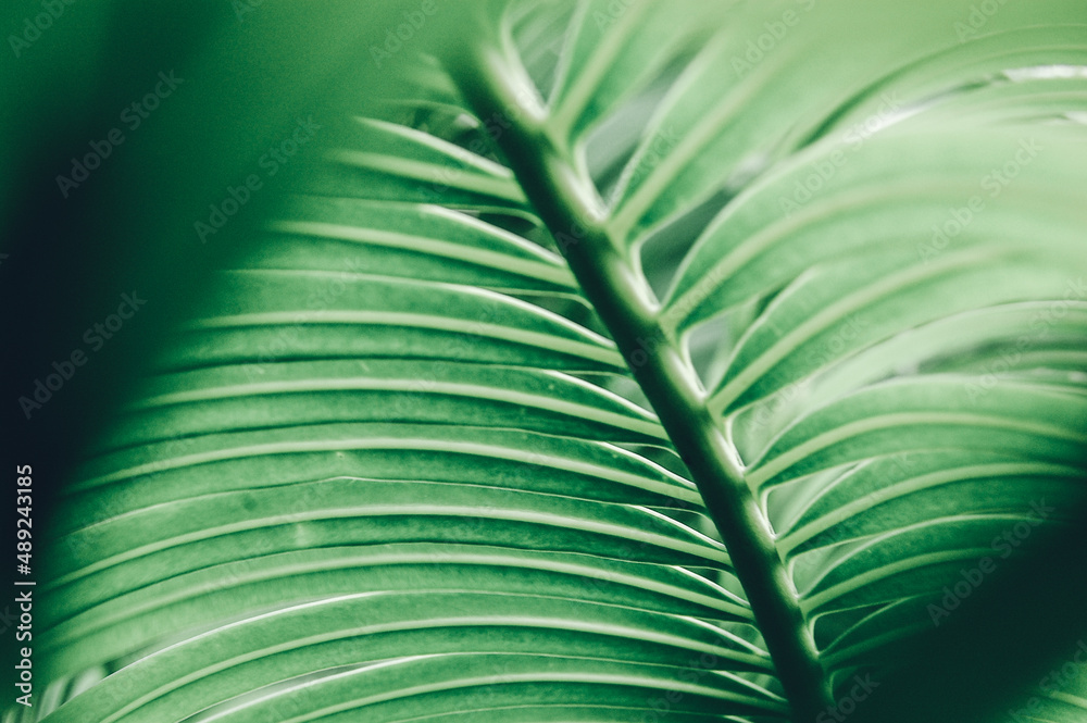 Green leaves. Texture. Green background. Nature Green leaves. Texture. Green background. Nature